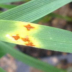 Stem rust lesions on wheat