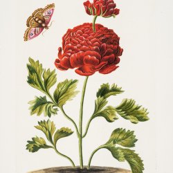 Illustration from C J Trew’s Hortus Nitidissimus (1785) John Innes Historical Collections