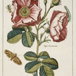 Illustration from Nederlandsch Bloemwerk, attributed to Paul Theodor van Brussel. John Innes Historical Collections