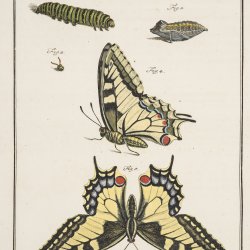 Page from A J Rösel’s, De natuurlyke historie der insecten (c. 1765). John Innes Historical Collections