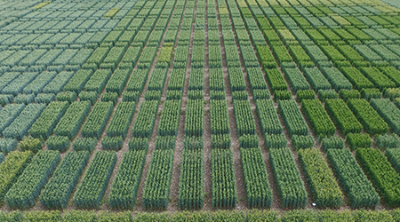 Wheat provides over 20% of global calories and protein