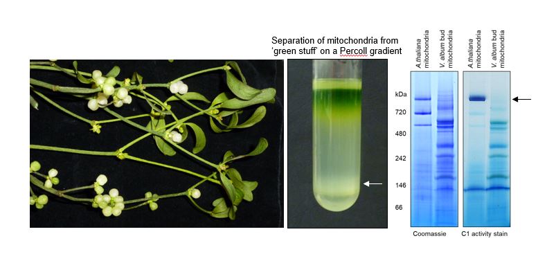 Separation of mitochondria from 'green stuff' on a Percoll gradient