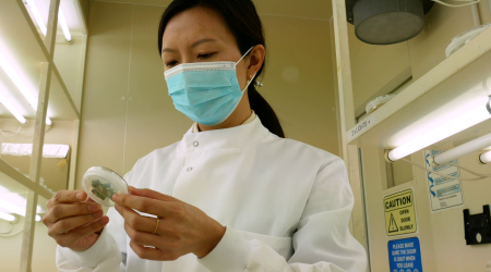 Xiaoqi looking at tissue culture dish