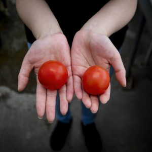Vitamin D tomato and a wild type tomato