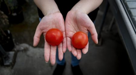 Vitamin D tomato and a wild type tomato
