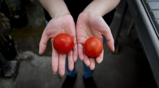 Vitamin D tomato and a wild type tomato