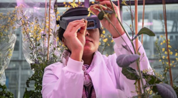 BRiC Building Robustness in Crops 