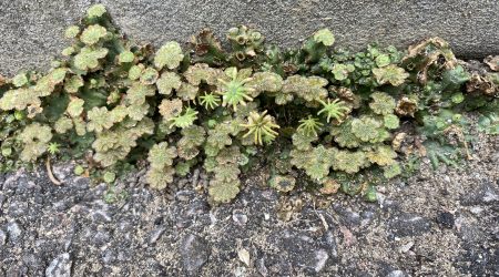Marchantia polymorpha liverwort colony growing in an urban environment - Credit: Phil Carella