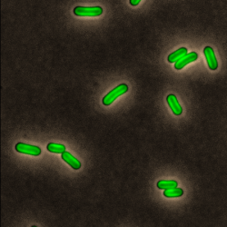 Microscopy image showing cells of the wild-type cyanobacterium species used in the study. Autofluorescence was pseud-coloured as bright green. Scale bar is 5 micrometers.