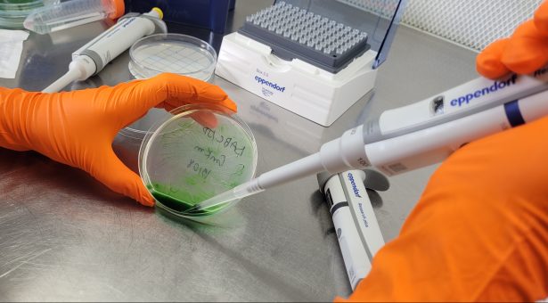 Credit: John Innes Centre, Dr Luisa Jabbur with cyanobacteriain the lab