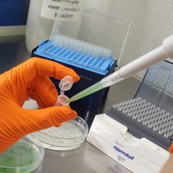 Dr Luisa Jabbur with cyanobacteria in the lab