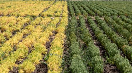 Credit: Matt Heaton. Photo taken at the Marchouch Field Station in Morocco, showing grass pea (right) next to a lentil crop (left) planted at the same time, suffering from lack of water.