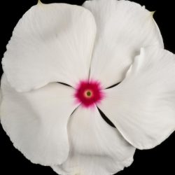 White Madagascan periwinkle flower with pink middle