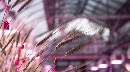 Wheat in the Glasshouse - JIC