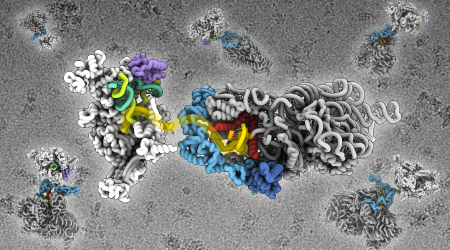 An image of a purified sample of the molecular assemblies that transcribes and translate bacterial genes taken with a cryogenic electron microscope is shown in the background. Atomic models of the molecule derived from these images are shown in the foreground.
