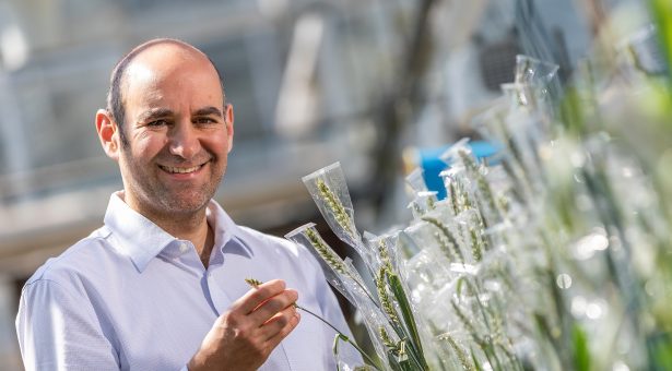 Farmers Weekly Awards 2024 - Game Changer: Prof. Cristobal Uauy, Group Leader at the John Innes Centre located in Norwich, Norfolk.
Cristobal is pictured with his research projects in the glasshouses at the JIC - specifically Cristóbal is the Group Leader in wheat genetics and genomics at the John Innes Centre. His programme focuses on using genetics and genomics to improve both yield and quality components in wheat. His lab uses molecular genetic approaches to identify genes involved in wheat productivity traits and enhance the translation of this knowledge into improved varieties for farmers, industry and citizens.
Pic by: RICHARD STANTON.
Tel: (01432) 358215 / Mob: (07774) 286733. Email: richard@stantonphotographic.com
All rights 21/06/24, (please see terms of repro use).
www.stantonphotographic.com
Image is copyrighted - © 2024.