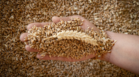 Wheat ear in a hand