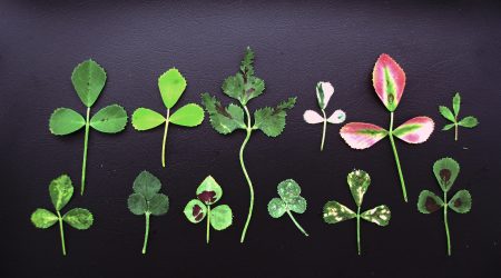 Medicago leaves