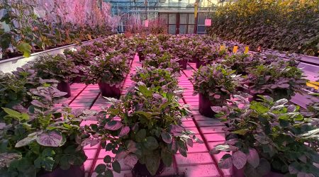Potato plants