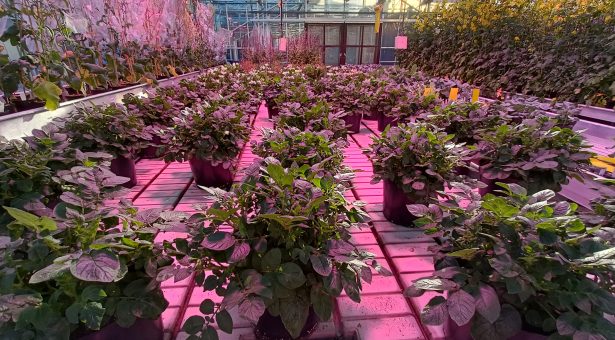 Potato plants